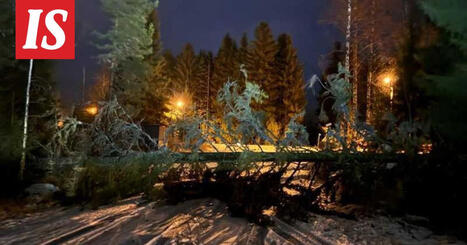 Hannes-myrsky riehui Sein&auml;joella &ndash; Annika oli j&auml;&auml;d&auml; kaatuvan puun alle | 1Uutiset - Lukemisen t&auml;hden | Scoop.it