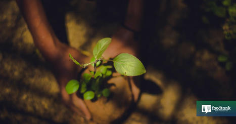 FOOD SYSTEMS : How To Make Your 2024 FOOD Predictions Come True | CIHEAM Press Review | Scoop.it