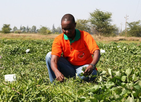 Africa’s Farmers Seek Private Money | Questions de développement ... | Scoop.it