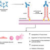 AUTOIMMUNITY
