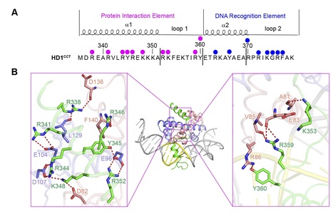 Structural Insight into DNA Recognition by CCT/NF-YB/YC Complexes in Plant Photoperiodic Flowering | SEED-DREAM Lab info | Scoop.it