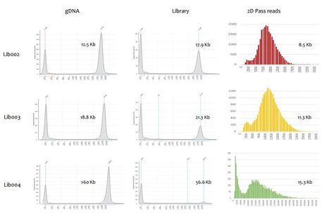 bioRxiv: The megabase-sized fungal genome of Rhizoctonia solani assembled from nanopore reads only (2016) | Plant Pathogenomics | Scoop.it