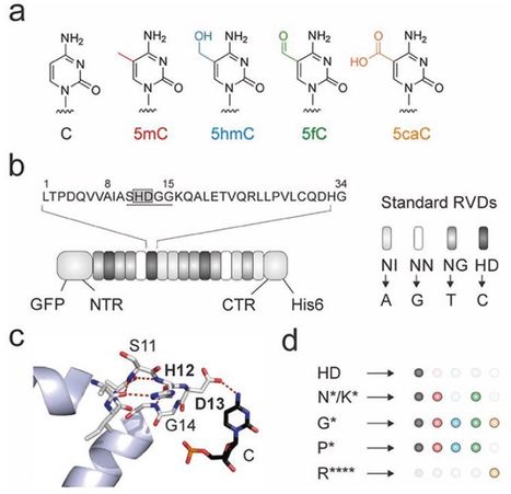 Design and Application of DNA Modification-Specific Transcription-Activator-Like Effectors | TAL effector science | Scoop.it