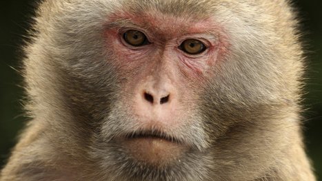 Chinese scientists implant 3D printed tissue into monkeys | Bioscience News - GEG Tech top picks | Scoop.it