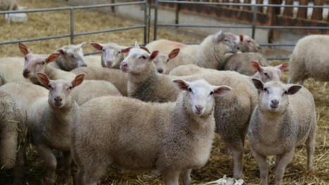 Le Cateau-Cambrésis : pour le concours d’animaux de boucherie de Pâques, la filière ovine dévoile ses atouts | Actualité Bétail | Scoop.it