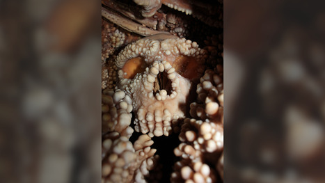 'Perfectly preserved' Neanderthal skull bones suggest their noses didn't evolve to warm air | by Kristina Killgrove | LiveScience.com | Schools + Libraries + Museums + STEAM + Digital Media Literacy + Cyber Arts + Connected to Fiber Networks | Scoop.it