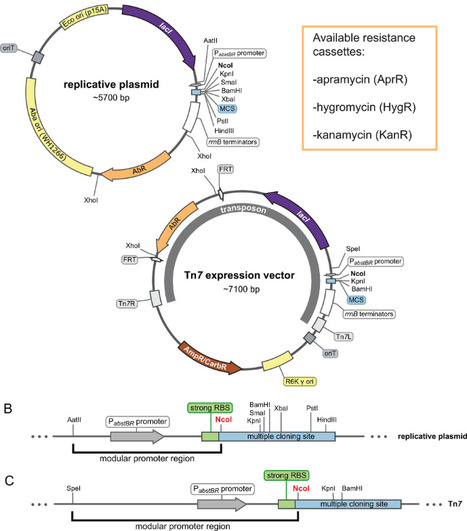 Modular, inducible, and titratable expression s...