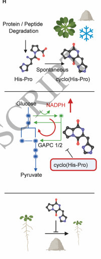 Characterization of the cyclic dipeptide cyclo(His-Pro) in Arabidopsis | PPhy | RMH | Scoop.it