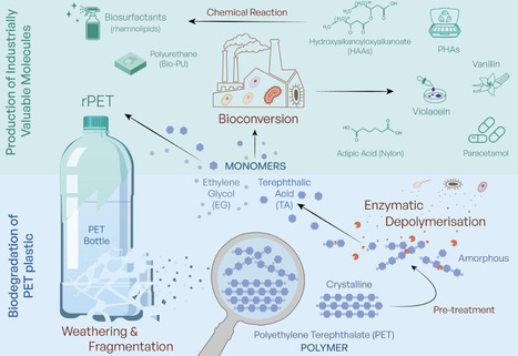 Reflections on bio-based PET and plastic waste management: a responsible research and innovation approach | Ncm | RMH | Scoop.it