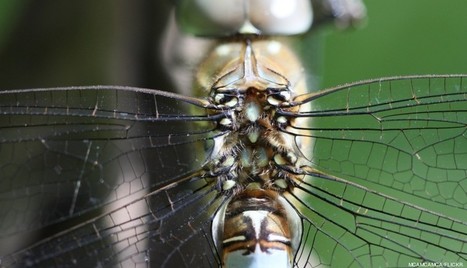 Quand la science copie la nature. La résiline | EntomoScience | Scoop.it