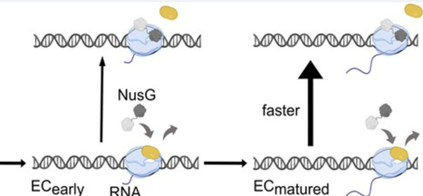 Single-molecule experiments reveal NusG displaces transcription initiation factor &sigma;70 from mature elongation complexe | nar | RMH | Scoop.it