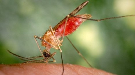 Les moustiques peuvent aussi transmettre des bactéries : résultats des travaux du Pr Parola | AP-HM | EntomoNews | Scoop.it