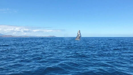 Une saison avec moins d'observations de baleines dans les eaux cal&eacute;doniennes - Outre-mer La 1&egrave;re | Revue de presse C&eacute;tac&eacute;s | Scoop.it