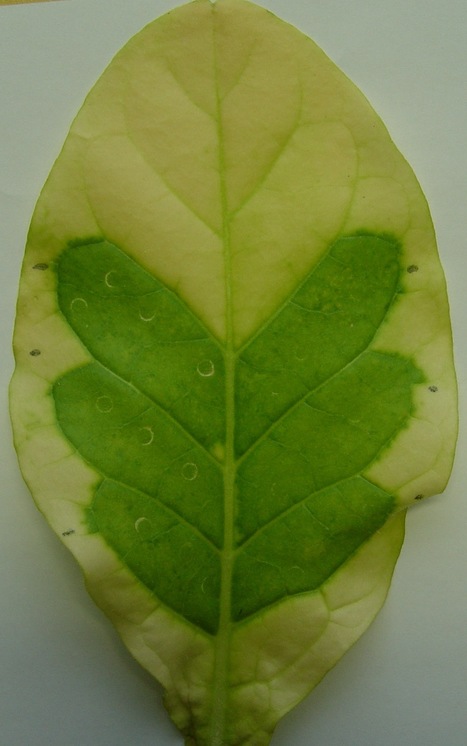Effector assays: Green islands following agroinfiltration of tobacco (2012) | Plants and Microbes | Scoop.it