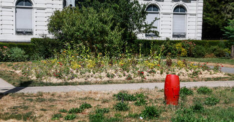 Besan&ccedil;on. &laquo;&nbsp;Gazon br&ucirc;l&eacute; avec effet paillasson&nbsp;&raquo;&nbsp;: la politique de fleurissement vertement critiqu&eacute;e | Revue de presse | L'habitat & son environnement dans le Doubs : Architecture. Urbanisme. Environnement. Paysage. Logement | Scoop.it