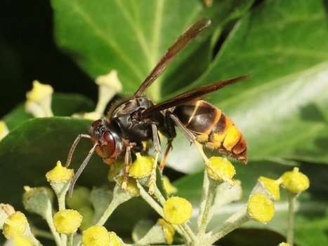 Frelon asiatique : mise en garde sur les pratiques de piégeage précoce, néfastes pour de nombreux pollinisateurs | Variétés entomologiques | Scoop.it