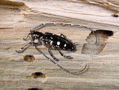 Les insectes asiatiques se plaisent en Suisse | Vari&eacute;t&eacute;s entomologiques | Scoop.it