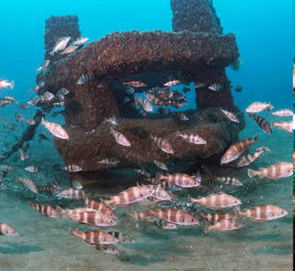 Narrosse&nbsp;: une exposition photographique d&eacute;voile la vie secr&egrave;te des r&eacute;cifs artificiels landais | Landes - Conseils municipaux & communautaires | Scoop.it
