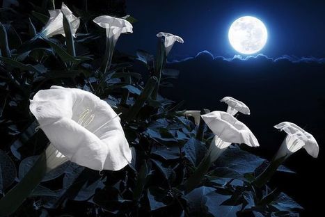 If You Are A Night Owl Then You Need To Build Your Very Own Magical Moon Garden | IELTS, ESP, EAP and CALL | Scoop.it