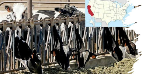 Un autre exode californien : les vaches laitières partent pour des pâturages plus verts... | Lait de Normandie... et d'ailleurs | Scoop.it