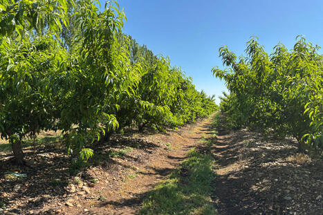 Changement climatique :&nbsp;un stress in&eacute;dit pour les cultures | SCIENCES DU VEGETAL | Scoop.it