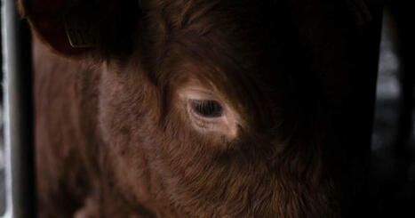 Syyte: Nautojen jalkoja leikkautui irti pohjois&shy;pohjalaisella tilalla &ndash; omistaja salaili ongelmia vuosien ajan | Kotimaa | Yle | 1Uutiset - Lukemisen t&auml;hden | Scoop.it