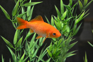 What A Goldfish Can Teach You About Customer Loyalty | Family Office & Billionaire Report - Empowering Family Dynasties | Scoop.it