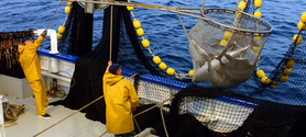 Thon rouge : trois fois plus de poissons vendus que pêchés ! | Biodiversité - @ZEHUB on Twitter | Scoop.it