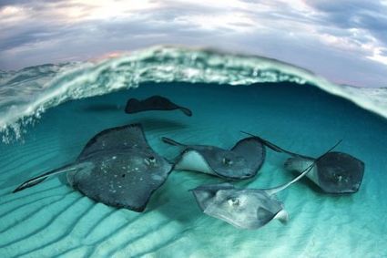 Festival mondial de l’image sous-marine : le top des splendeurs des mers | Zones humides - Ramsar - Océans | Scoop.it
