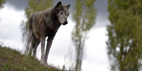 Ado encerclé par des loups : "j'ai crié le plus fort que je pouvais" | Biodiversité | Scoop.it