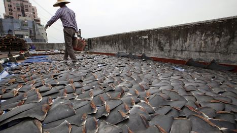 “Ghost poachers” are still at large after the biggest shark-smuggling bust in Galapagos history | Galapagos | Scoop.it