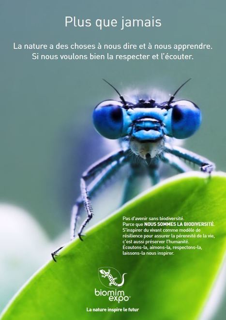 Dossier de presse "Biomim’expo 5" | Insect Archive | Scoop.it