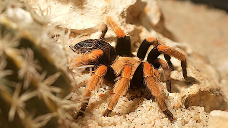"Une odeur pestilentielle" : la douane allemande découvre 1 500 mygales dans un emballage de biscuits | Biodiversité - @ZEHUB on Twitter | Scoop.it