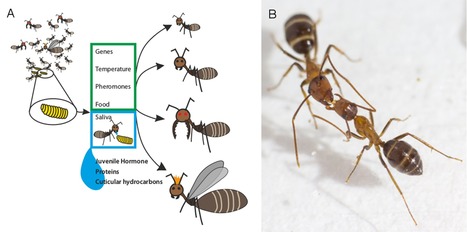 La trophallaxie, ou comment les fourmis communiquent en "s’embrassant" | EntomoNews | Scoop.it