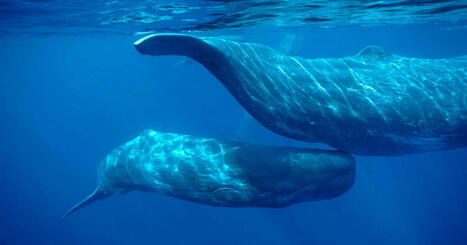 Ces drones s'approchent des baleines sans qu'elles s'en rendent compte, une première mondiale | Revue de presse Cétacés | Scoop.it