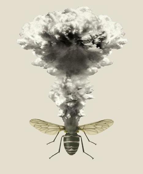 Que signifierait la fin des insectes pour la vie sur Terre ? | Insect Archive | Scoop.it