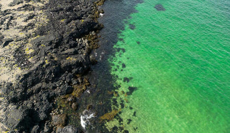 Océans : le verdissement, signe d'un écosystème en danger | HALIEUTIQUE MER ET LITTORAL | Scoop.it