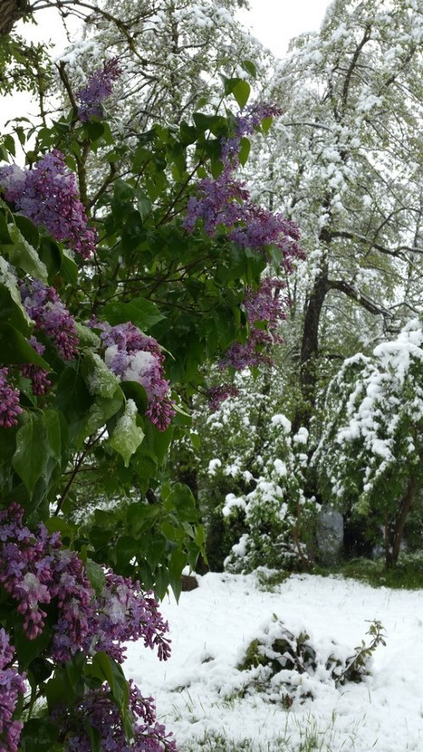 EN IMAGES. Météo : il est tombé plus de 40 cm de neige en plein mois de mai, les photos sont forcément surprenantes | Les Colocs du jardin | Scoop.it