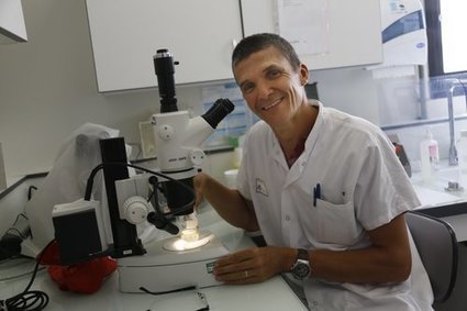 Entomologie médicale. CHU de Nice : Prix Hélioscope-GMF au Dr Pascal Delaunay | Variétés entomologiques | Scoop.it