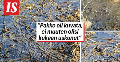 Sadat sammakot kutemassa | 1Uutiset - Lukemisen t&auml;hden | Scoop.it