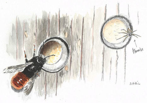 L'abeille sauvage et l'araignée tueuse - Mon voyage au jardin étape#11 | Les Colocs du jardin | Scoop.it