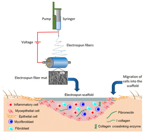 Electrospun Scaffolds for Tissue Engineering | Healthcare: reloaded... | Scoop.it