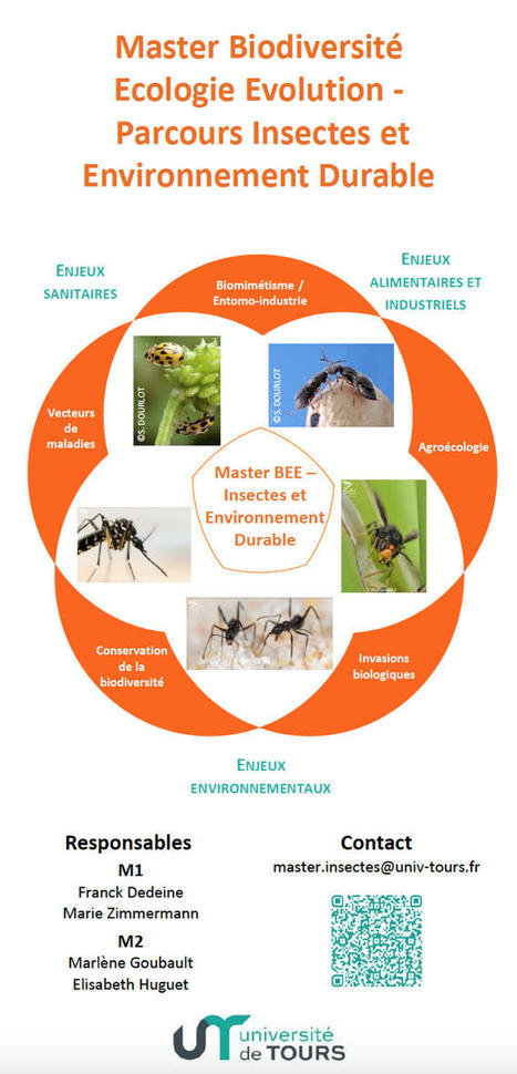 Ouverture du Master BEE - Insectes et Environnement Durable, à Tours, en septembre 2024 | EntomoNews | Scoop.it