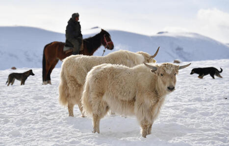 Les yaks blancs, symbole de la renaissance d'un &eacute;levage ancestral | Biodiversit&eacute; - @ZEHUB on Twitter | Scoop.it