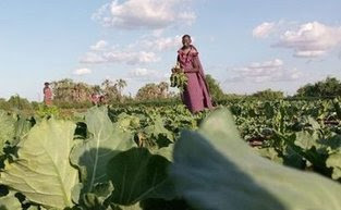Agroecology: Better farming model for Africa | CIHEAM Press Review | Scoop.it