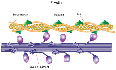 Actin cytoskeletal defects in immunodeficiency: a UCL Discovery | Immunopathology & Immunotherapy | Scoop.it