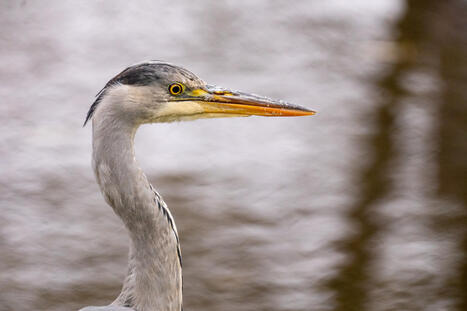 N&auml;in loukkaantunut harmaahaikara toipui ja p&auml;&auml;si takaisin luontoon | 1Uutiset - Lukemisen t&auml;hden | Scoop.it
