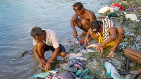 Coral reefs could feed millions if we let them rebuild | Soggy Science | Scoop.it