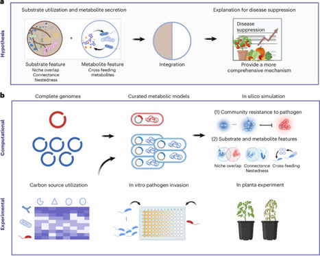 Substrate utilization and cross-feeding synergistically determine microbiome resistance to pathogen invasion  | Plant-Microbe Symbiosis | Scoop.it