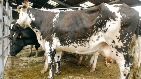 Peu de marchés pour les animaux laitiers | Lait de Normandie... et d'ailleurs | Scoop.it